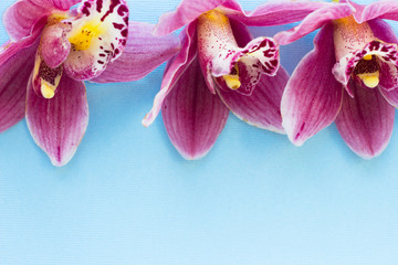 Spa and wellness setting with orchid flower, oil on wooden blue background closeup top view