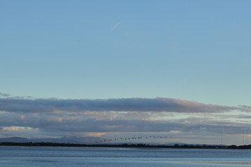 Obraz premium Birds fly above the bay