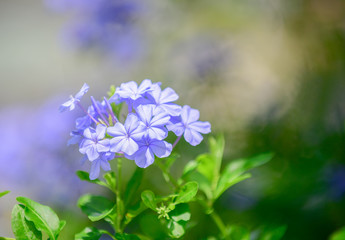 Cape leadwort or white plumbago,
