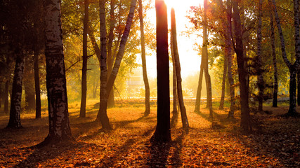 Sunrise autumn in the forest dawn landscape trees 