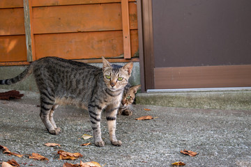 cat