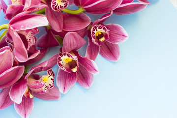 Spa and wellness setting with orchid flower, oil on wooden blue background closeup top view