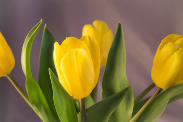 Fototapeta premium yellow tulips on green background