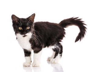 Black and white kitten isolated on white background