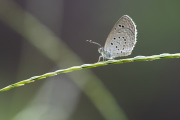 Pale Grass Blue (Pseudozizeeria maha)