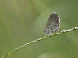 butterfly on leaf