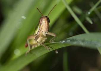 Cricket in the grass