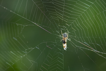 Orb-weaver spider hunting insect