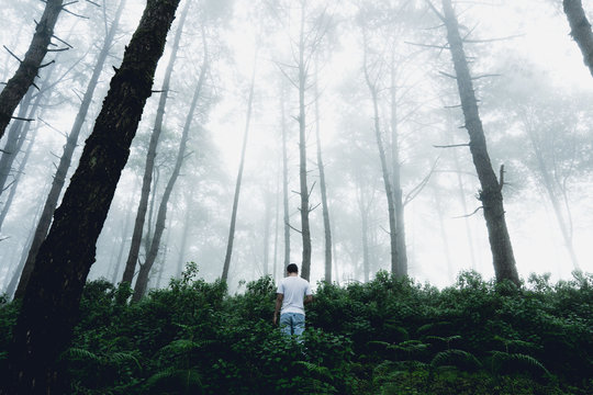 Fototapeta Fog and trees forest in the morning man in forest