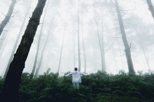 Fototapeta Fog and trees forest in the morning man in forest