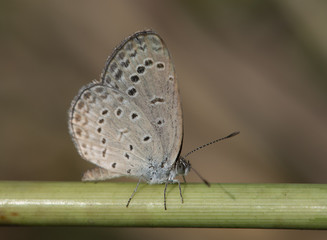 Pale Grass Blue (Pseudozizeeria maha) 