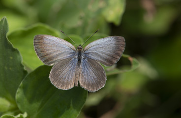 Pale Grass Blue (Pseudozizeeria maha) 