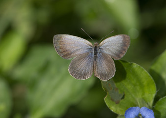 Pale Grass Blue (Pseudozizeeria maha) 
