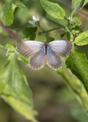 Pale Grass Blue (Pseudozizeeria maha) 