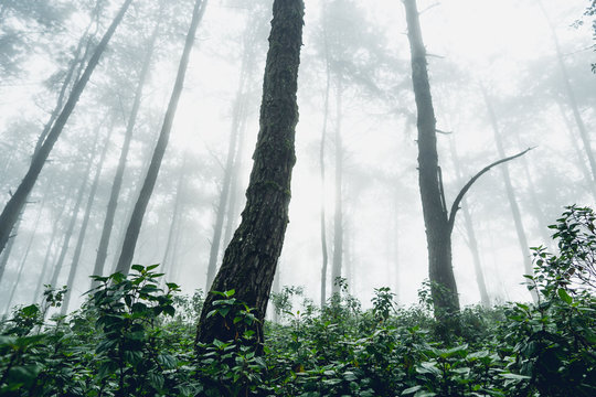 Fototapeta Fog and trees forest in the morning man in forest