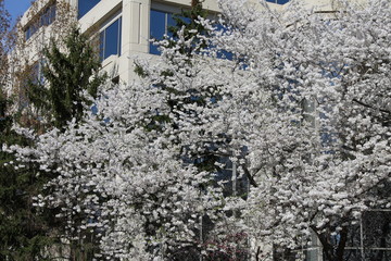 tree cherry blossom washington DC