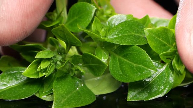 Fresh green basil herb leaves. Male fingers take basil. Close up.