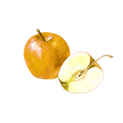 Apple and Apple cut, watercolor illustration.