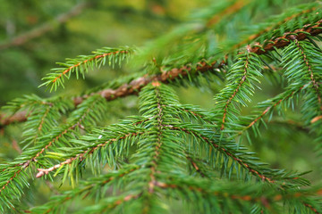 Branch of green fir macro. Natural Christmas tree the needles on spruce. 