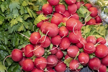 Radieschen auf dem Markt