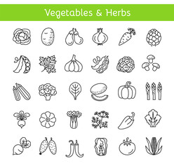 Fototapeta na wymiar Vector line icons with vegetables and herbs. Healthy lifestyle. Vegan & vegetarian food. Different kinds of veggies. Isolated on white background