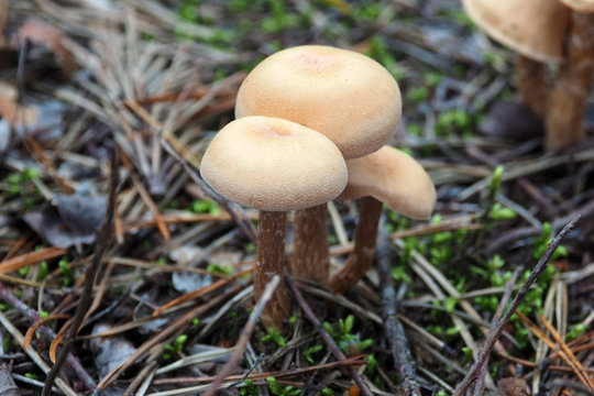 Beautiful poisonous Toadstools grow in the forest. Autumn mushroom season. 