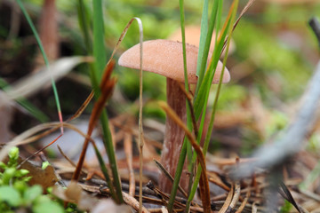 Beautiful poisonous Toadstools grow in the forest. Autumn mushroom season.