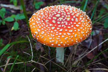 Amanita muscaria is a beautiful macro. Autumn mushroom season in the forest. 