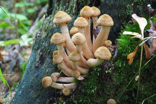 Beautiful poisonous Toadstools grow in the forest. Autumn mushroom season.
