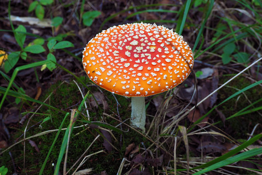 Amanita muscaria is a beautiful macro. Autumn mushroom season in the forest. 