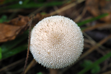 Young mushroom toadstool macro. Autumn season in the forest. 