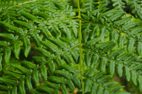 Leaves of the Bracken are green in nature. A young fern growing in the woods of the North. 