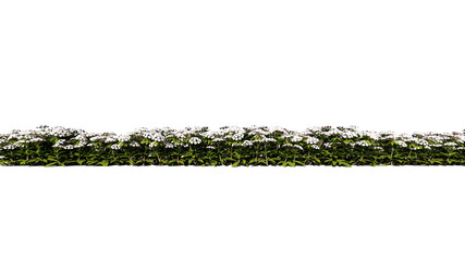 3d rendering of row of flowers isolated on a white background for architectural use which can be easily cut