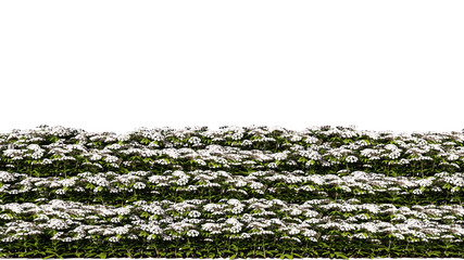 3d rendering of row of flowers isolated on a white background for architectural use which can be easily cut