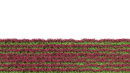 3d rendering of row of flowers isolated on a white background for architectural use which can be easily cut
