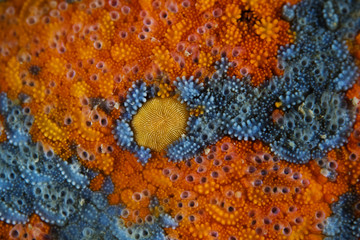 Blue bat star detail