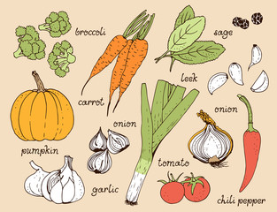 Vegetable color vector set, hand drawn food beige background with: tomato, carrot, pumpkin, onion, broccoli, leek, garlic, chili pepper, herbs with text