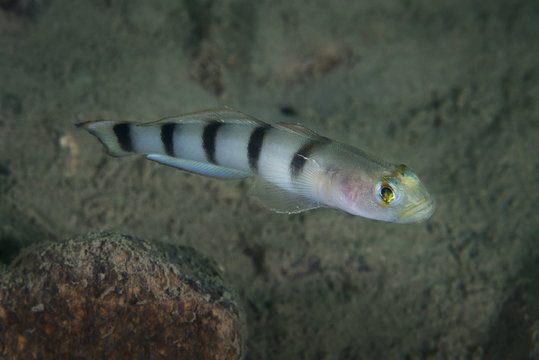 Goby fish