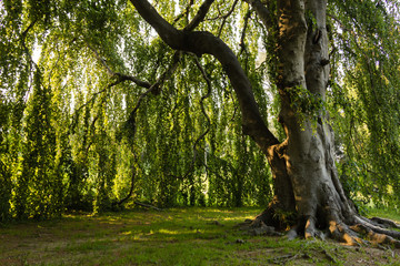 Under the foliage of a tree 3