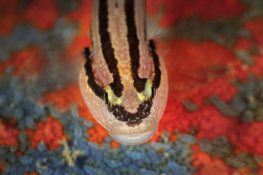 Chameleon goby fish