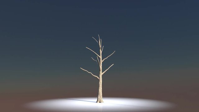 Looping 3D realistic growing tree to be used for architecture visualization or motion graphics or any other video.