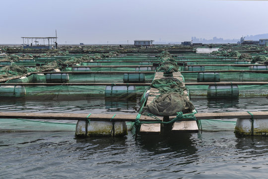 Fish and Musselfarms china