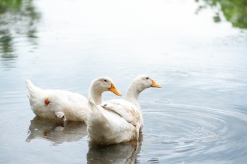 Couple white ducks on a water lake.
American Pekin It derives from birds brought to the United States from China in the nineteenth century, and is now bred in many countries, and in all continents.