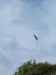 Flight of seagull in Portovenere