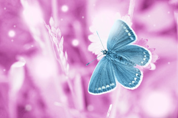 Magic blue butterfly flying in pink field