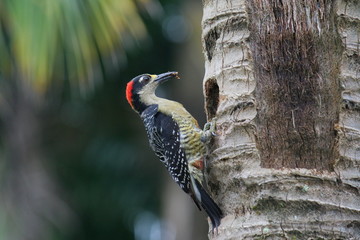 Black cheeked woodpecker is pecking coconut trunk next to the beach in Costa Rica