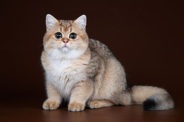 Fototapeta na wymiar Beautiful young British cat on a brown background