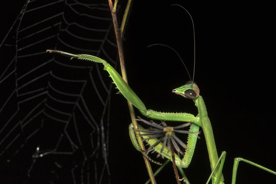 Tenodera Male Mesh Top