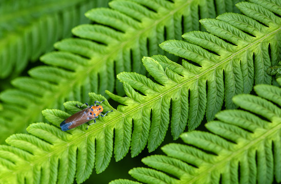 Leafhopper