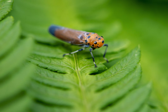 Leafhopper